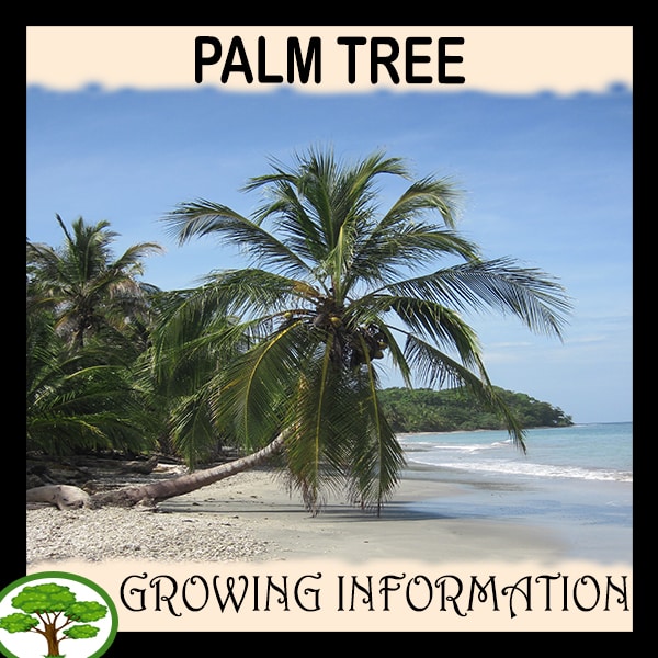 Palm tree