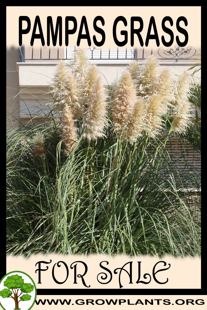 Pampas grass plants for sale