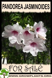 Pandorea jasminoides for sale