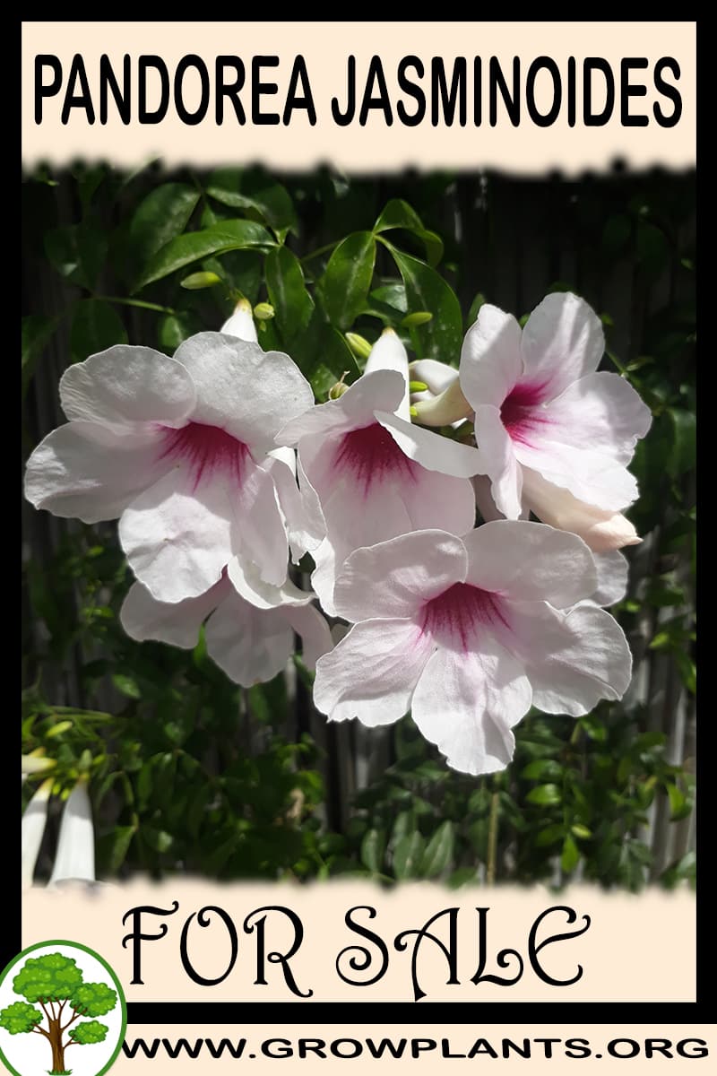 Pandorea jasminoides for sale