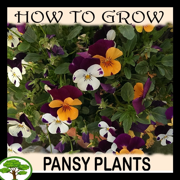 Pansy How to grow & care