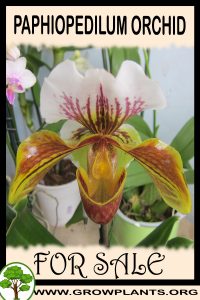 Paphiopedilum orchid for Sale: Pre-Purchase & Growing Guide Paphiopedilum orchid for sale