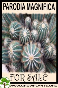 Parodia magnifica for sale