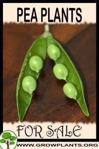 Pea plants for sale