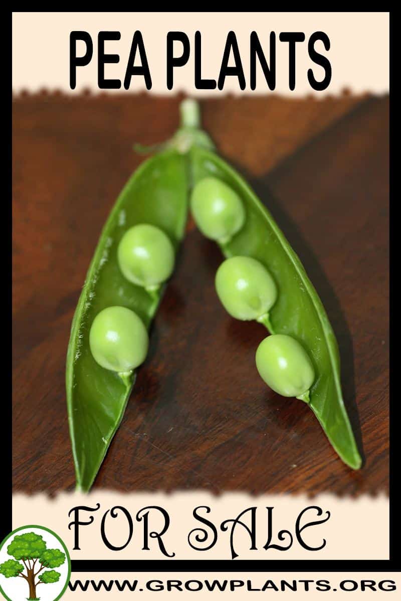 Pea plants for sale