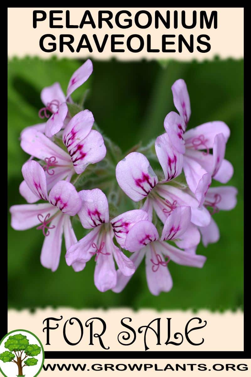 Pelargonium graveolens seeds for sale