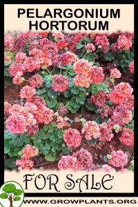 Pelargonium hortorum for sale