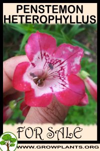 Penstemon Heterophyllus for Sale: Pre-Purchase & Growing Guide Penstemon Heterophyllus for sale