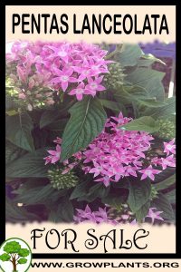 Pentas lanceolata for sale