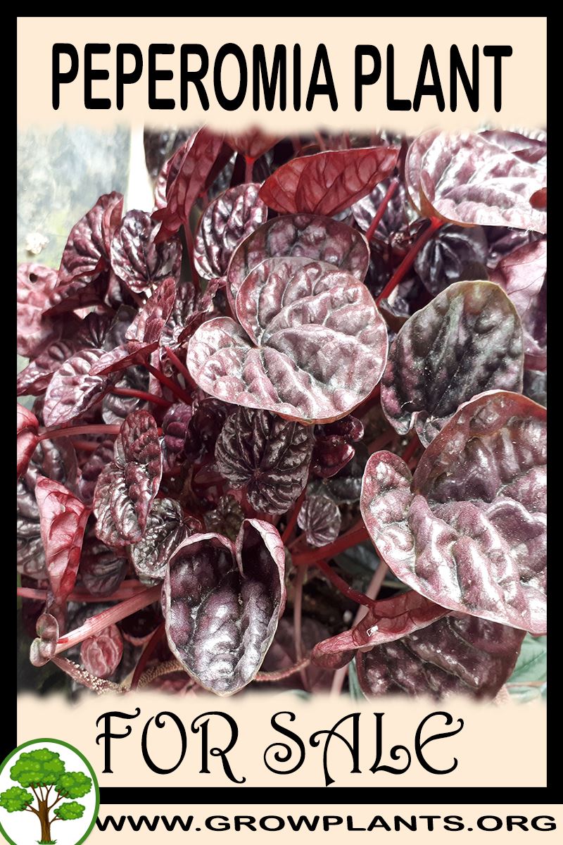 Peperomia for sale