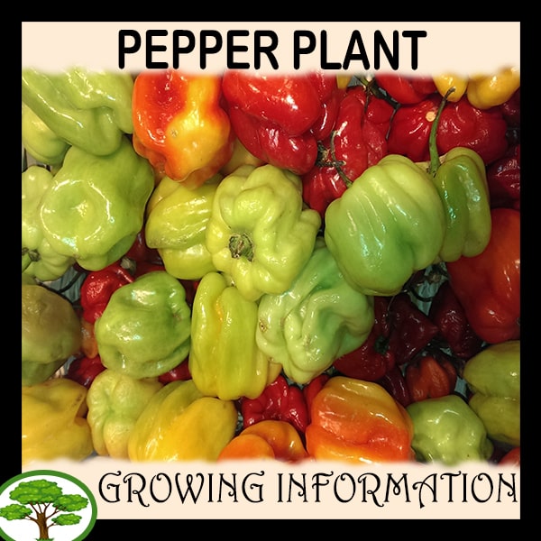 Pepper plant