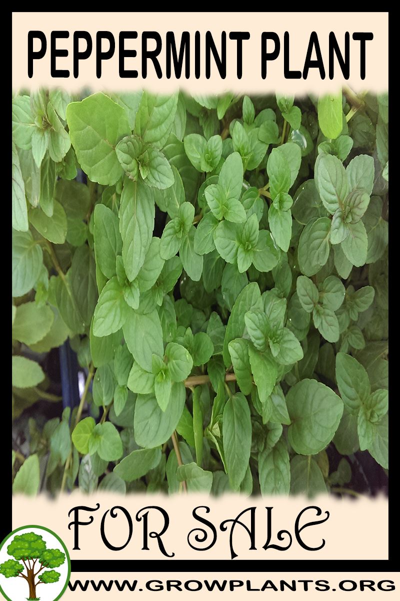 Peppermint plant for sale Grow plants