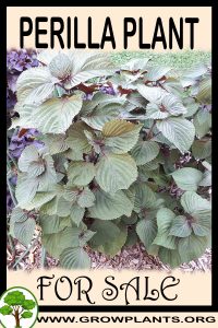 Perilla plant for sale