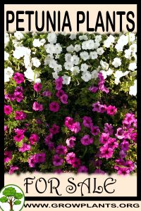 Petunia plants for sale