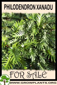 Philodendron xanadu for sale