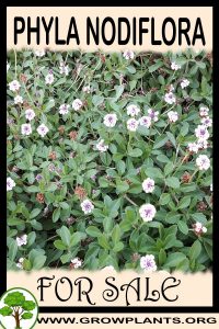 Phyla nodiflora for sale