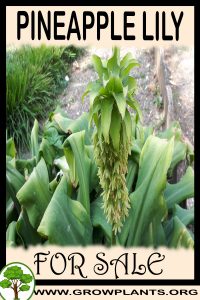 Pineapple lily for Sale: Pre-Purchase & Growing Guide Pineapple lily for sale