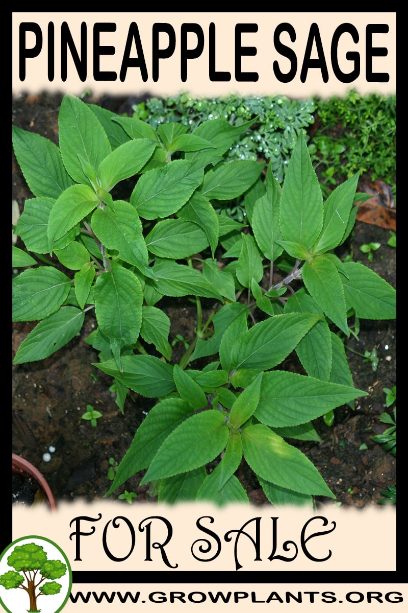 Pineapple sage for sale