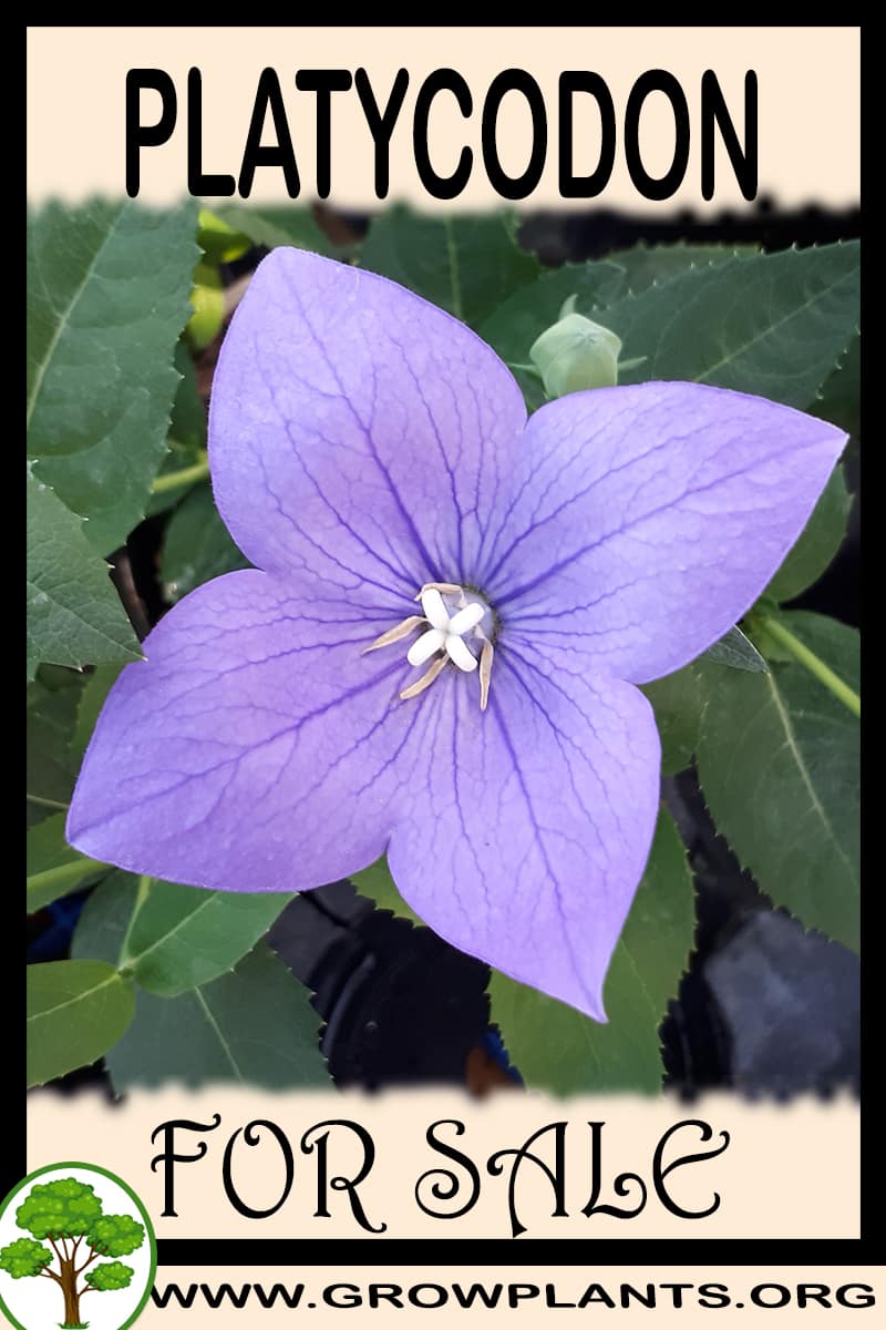 Platycodon for sale