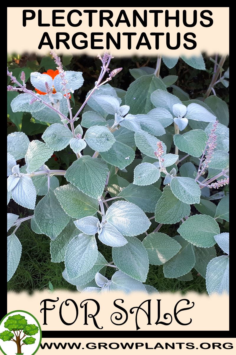 Plectranthus argentatus for sale