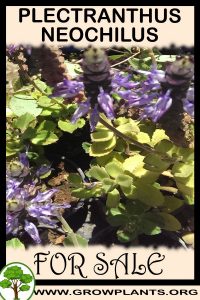 Plectranthus neochilus for Sale: Pre-Purchase & Growing Guide Plectranthus neochilus for sale