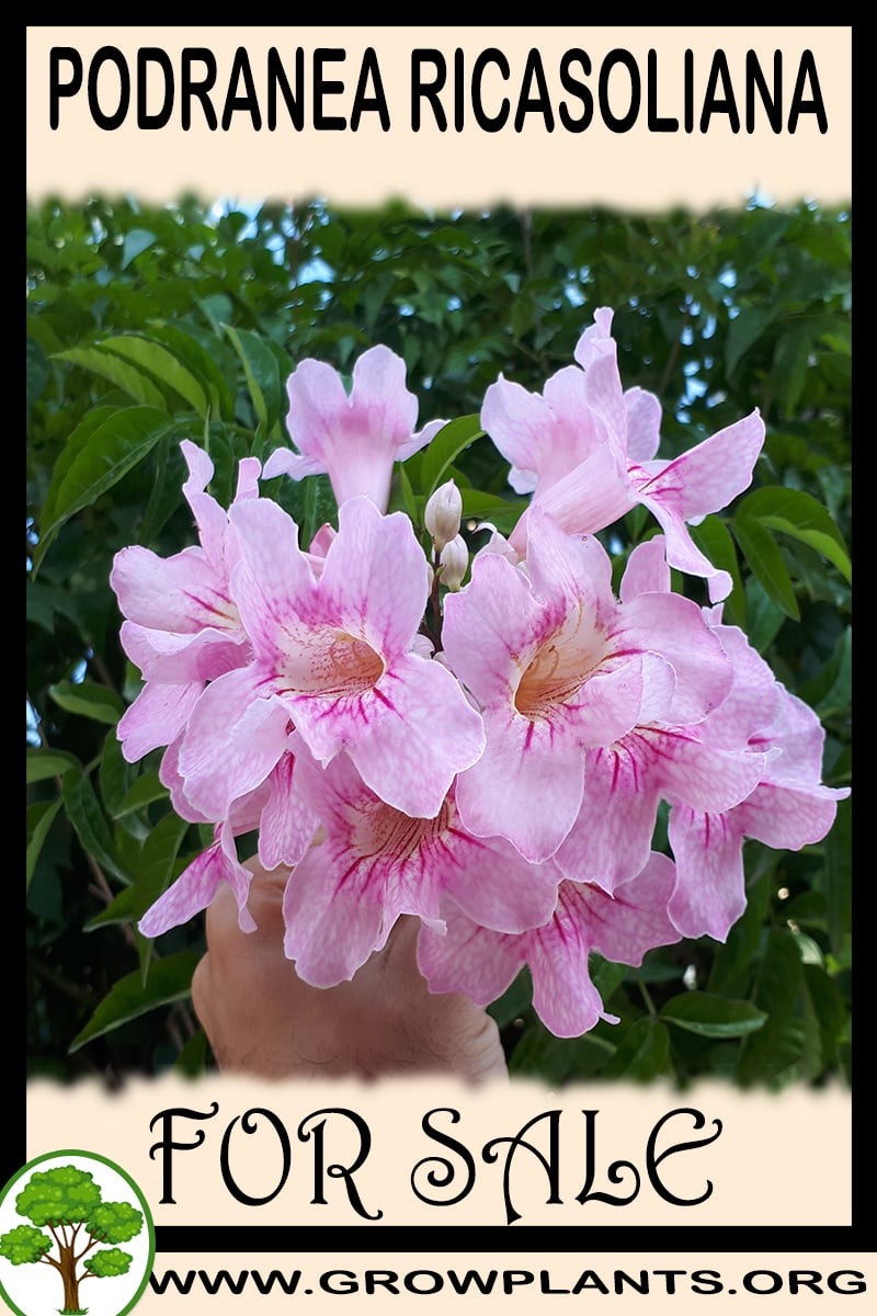 Podranea ricasoliana for sale