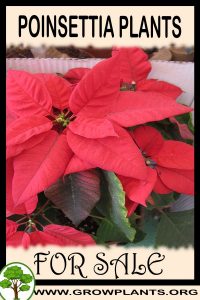 Poinsettia plants for sale
