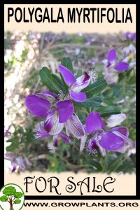 Polygala myrtifolia for sale