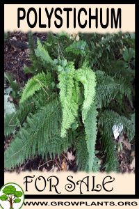Polystichum for Sale: Pre-Purchase & Growing Guide Polystichum for sale