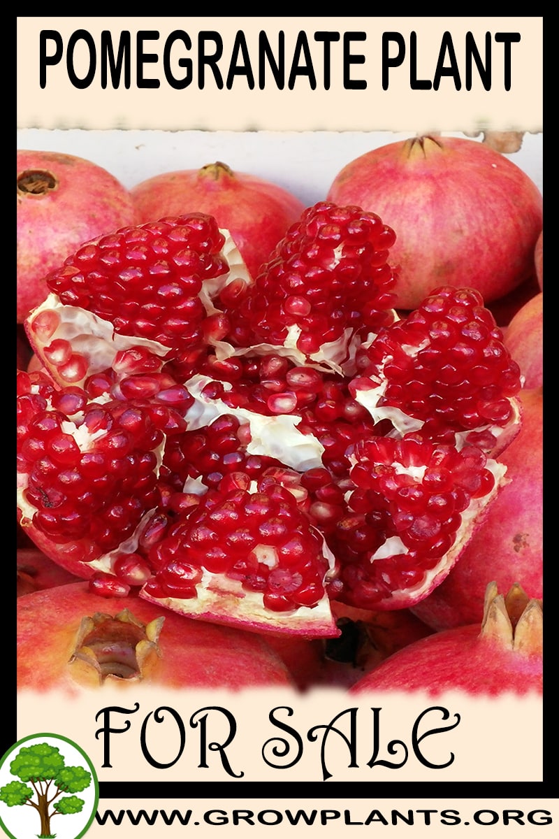 Pomegranate