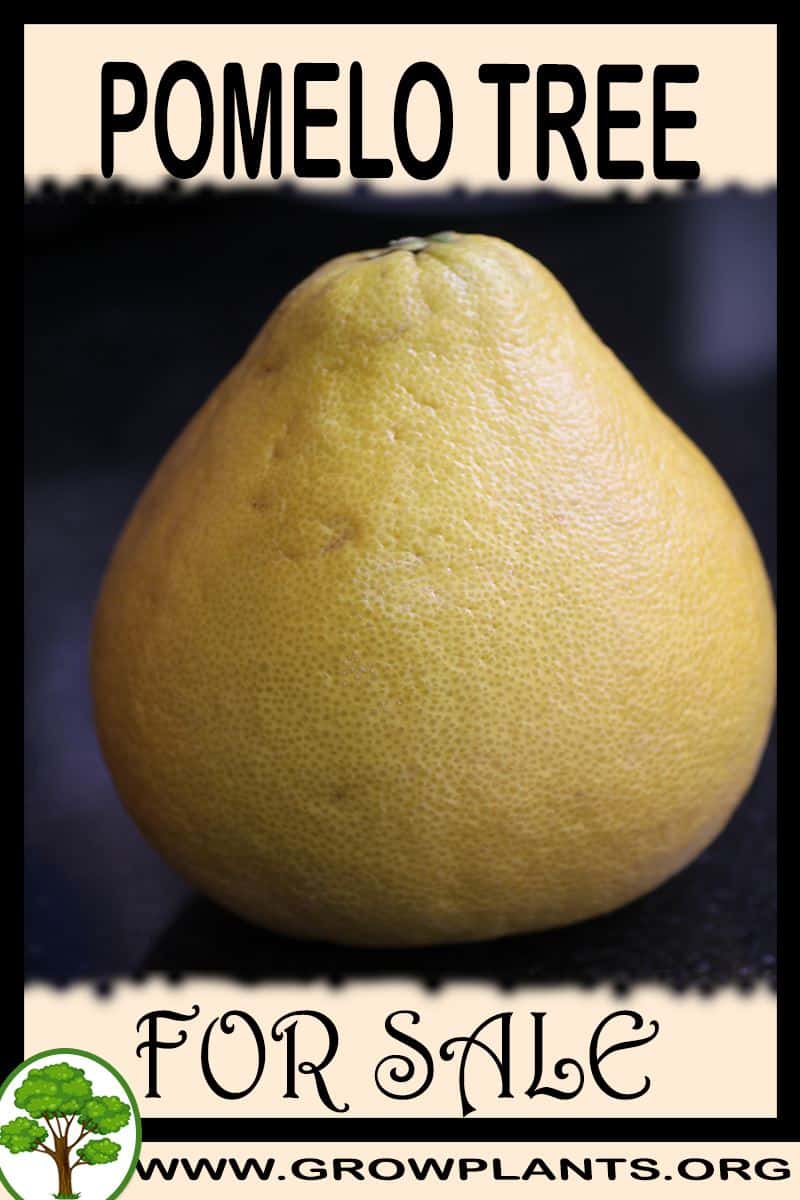 Pomelo tree for sale Grow plants