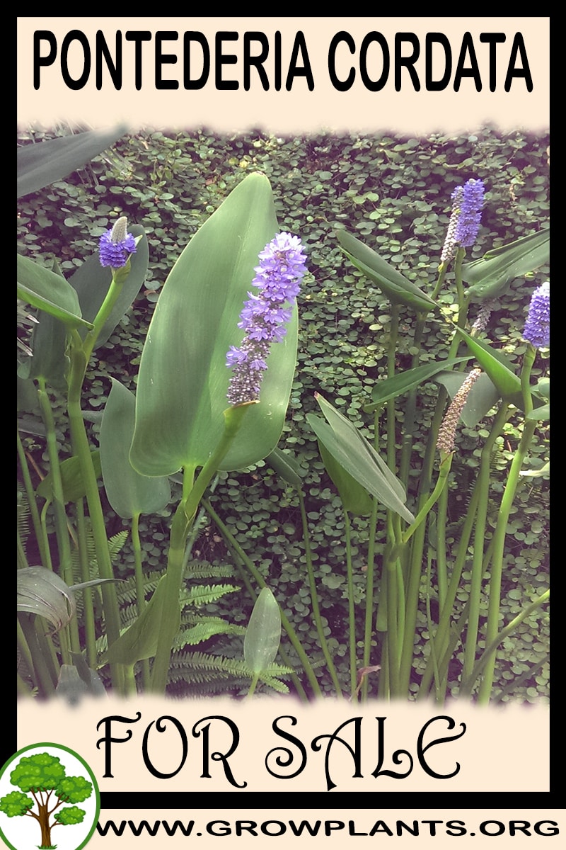 Pontederia cordata for sale
