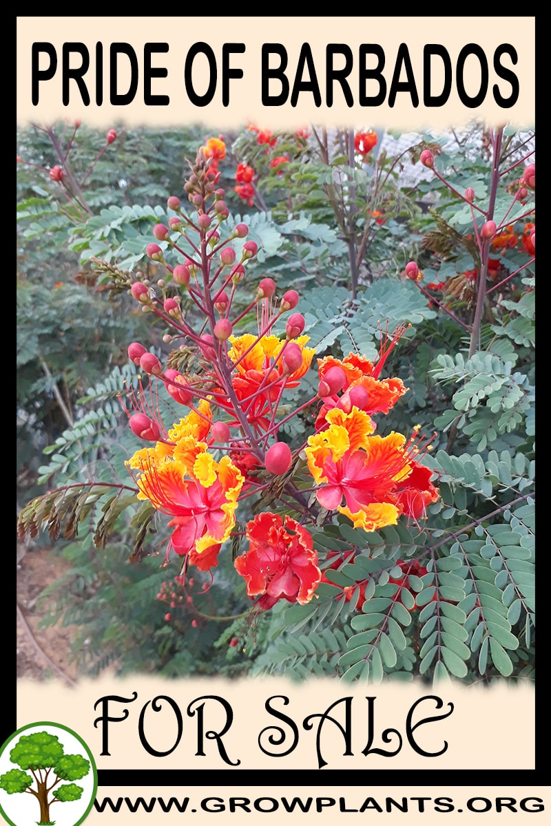 Pride of barbados for sale