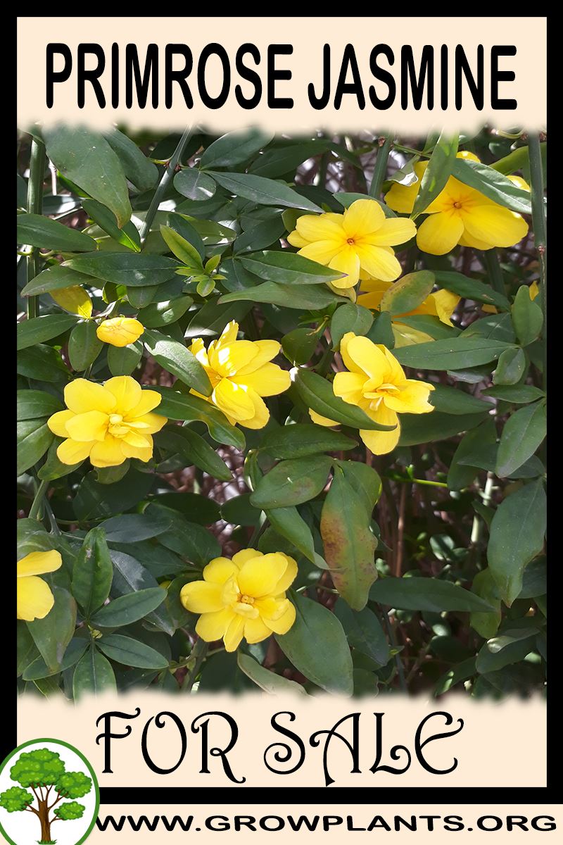 Primrose jasmine for sale