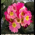 Primrose
