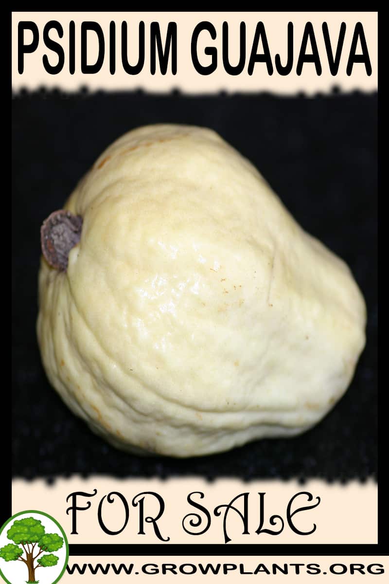 Psidium guajava for sale