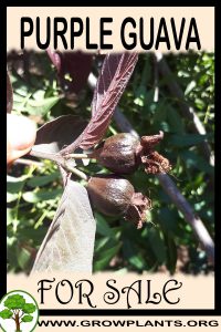 Purple guava for sale
