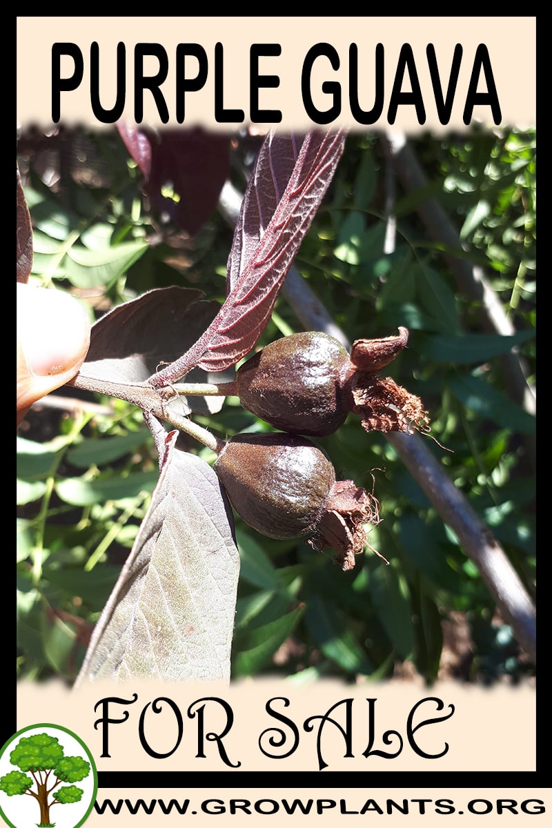 Purple guava for sale