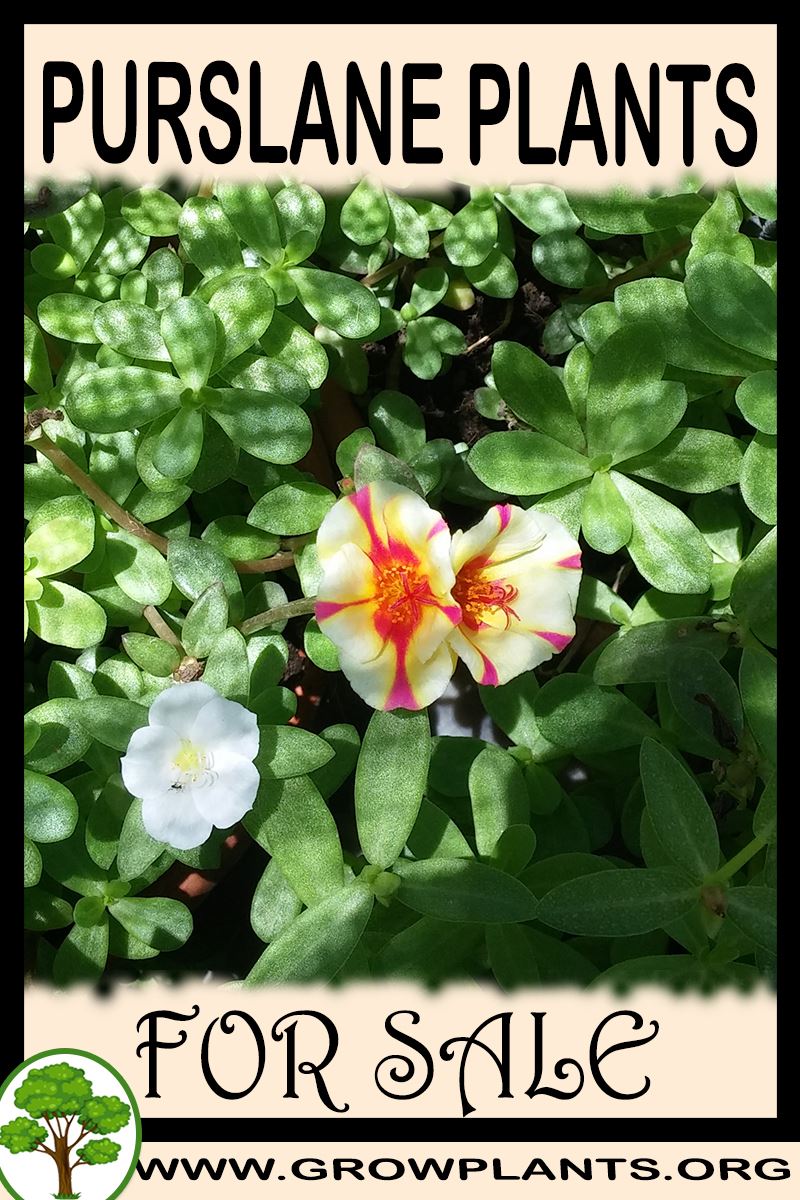 Purslane plants for sale