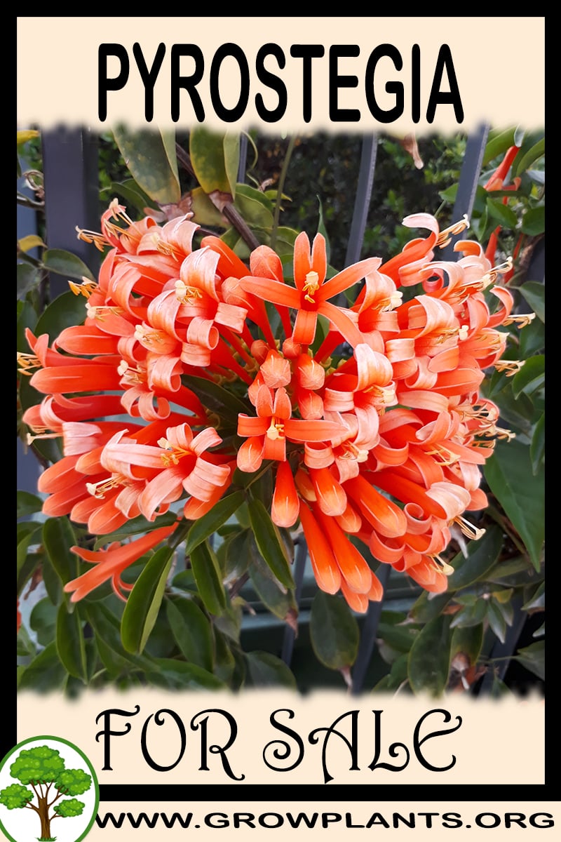 Pyrostegia for sale