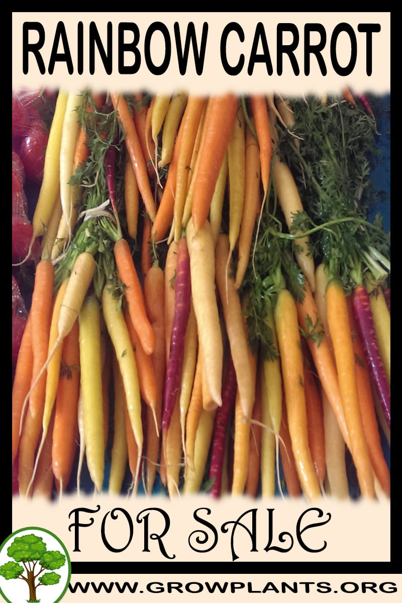 Rainbow carrot for sale