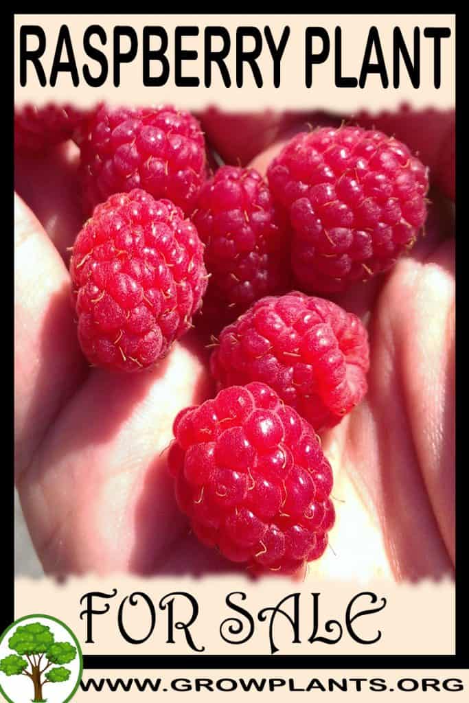 Raspberry plant