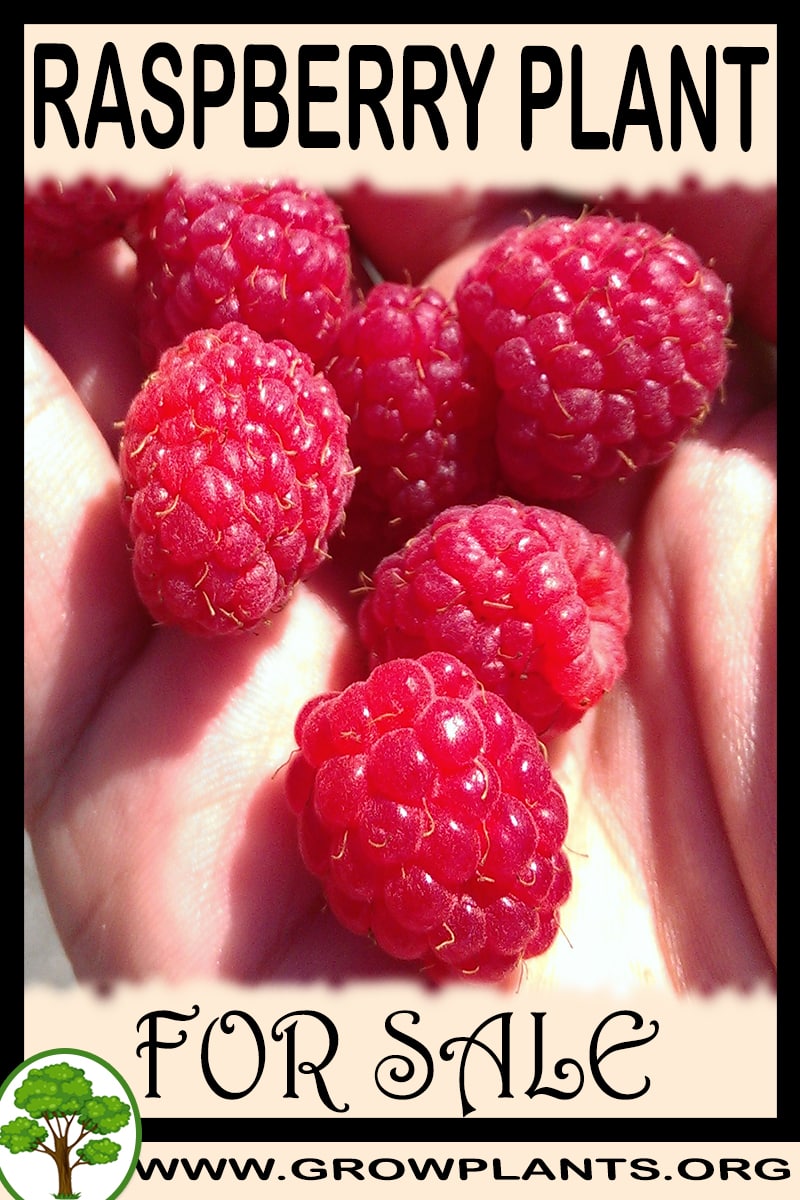 Raspberry plant for sale