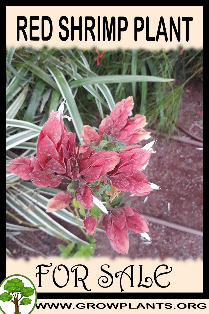 Red shrimp plant for sale