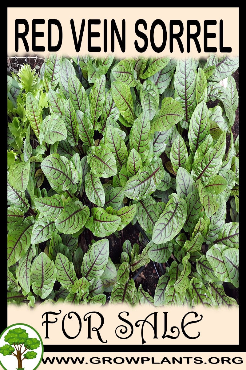 Red vein sorrel