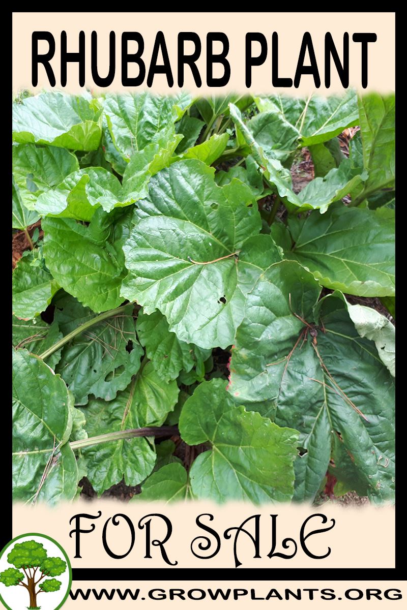 Rhubarb plant for sale