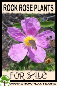 Rock rose plants for sale
