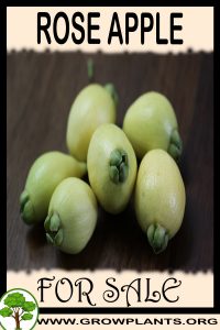 Rose apple for Sale: Pre-Purchase & Growing Guide Rose apple for sale