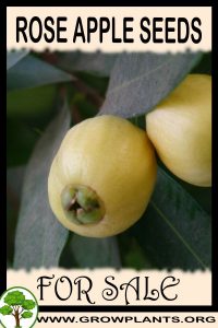 Rose apple seeds for sale