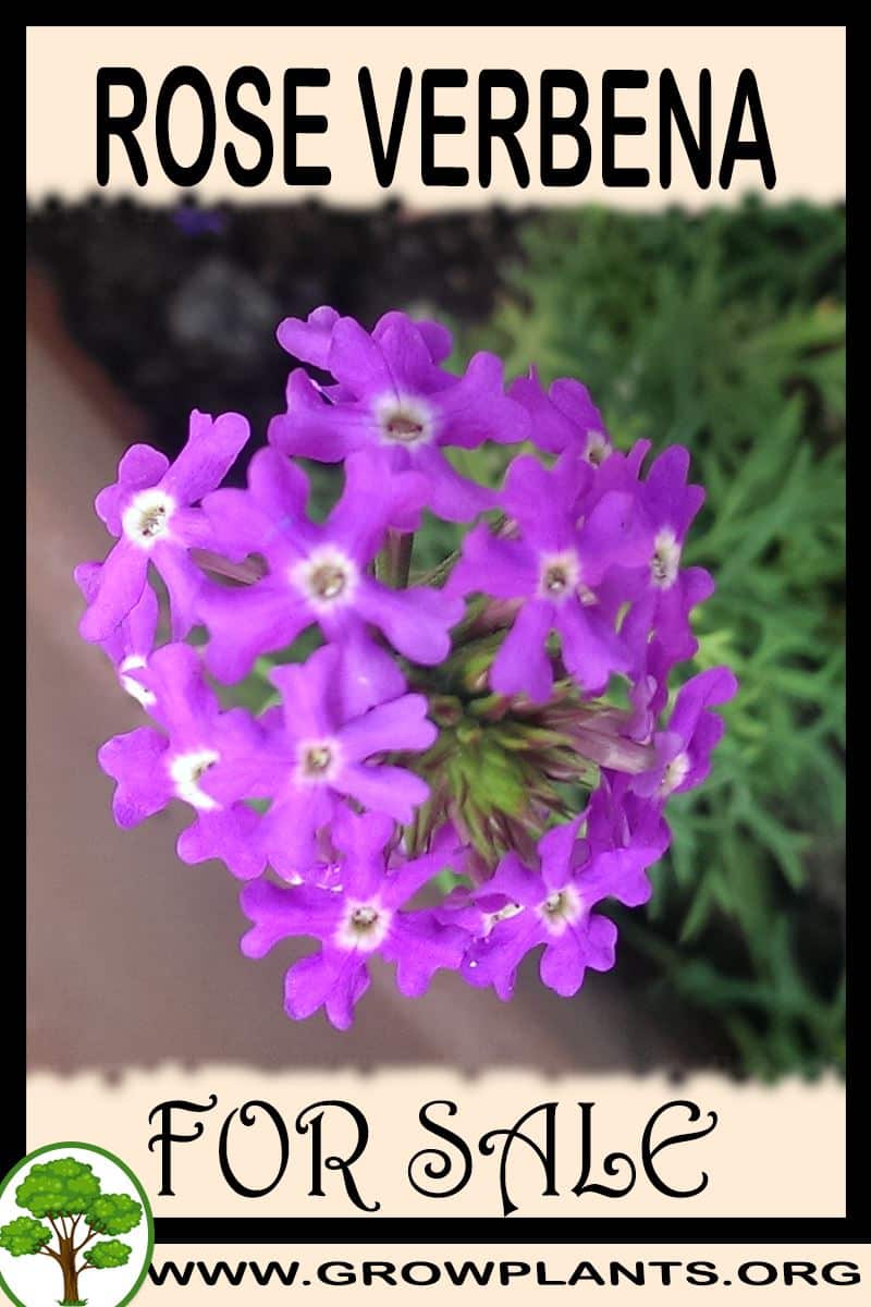 Rose verbena for sale